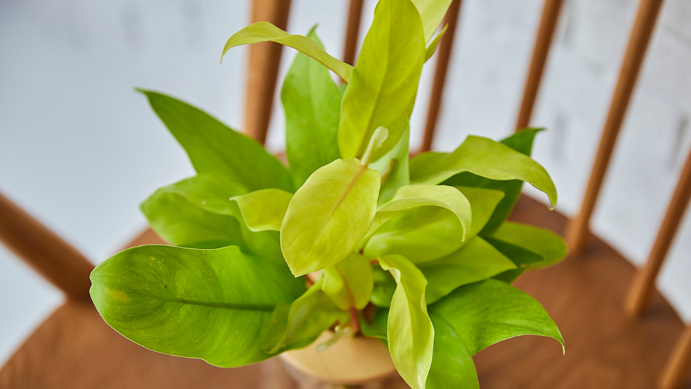 フィロデンドロンレモンライム