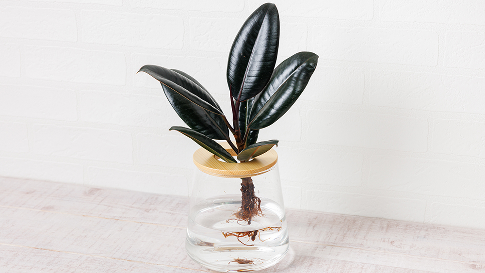 フィカスバーガンディー