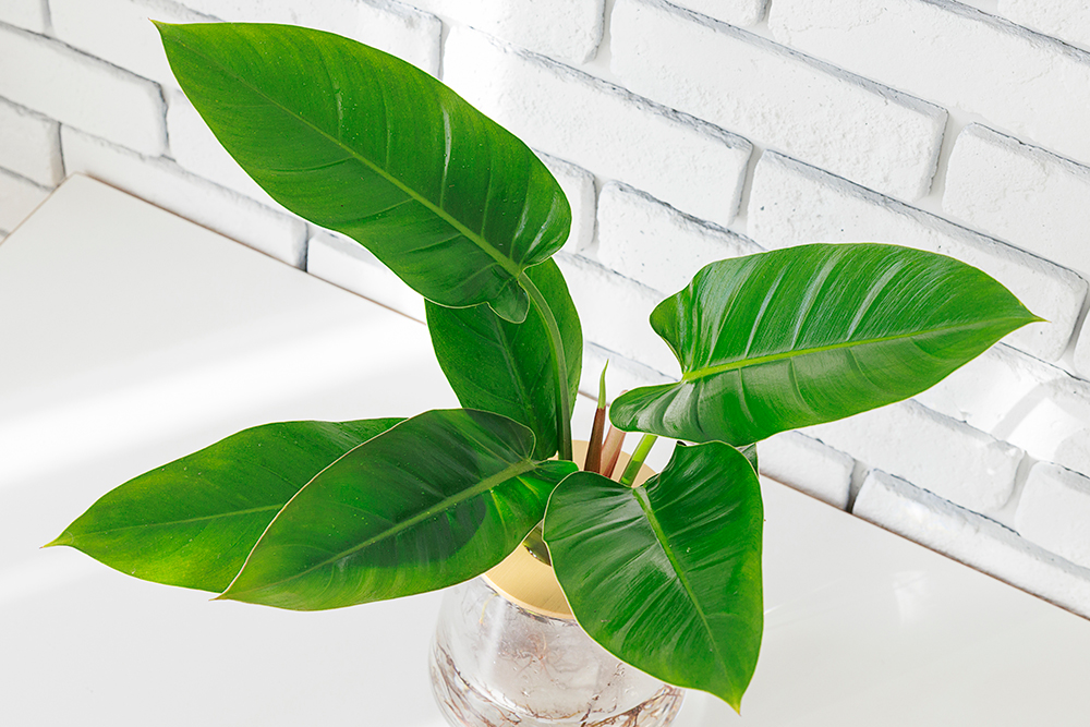 フィロデンドロンの育て方