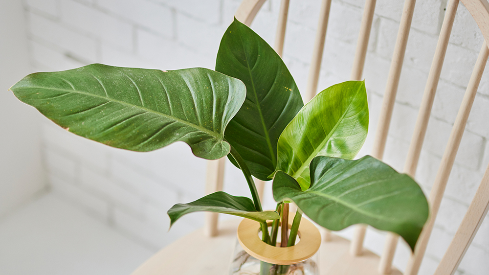 フィロデンドロンインペリアルグリーン