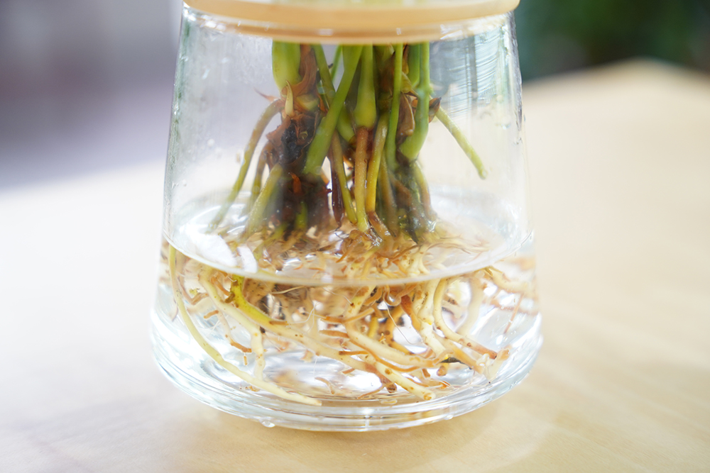 アンスリウムの水やり