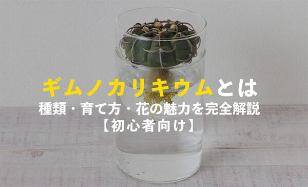 ギムノカリキウムとは