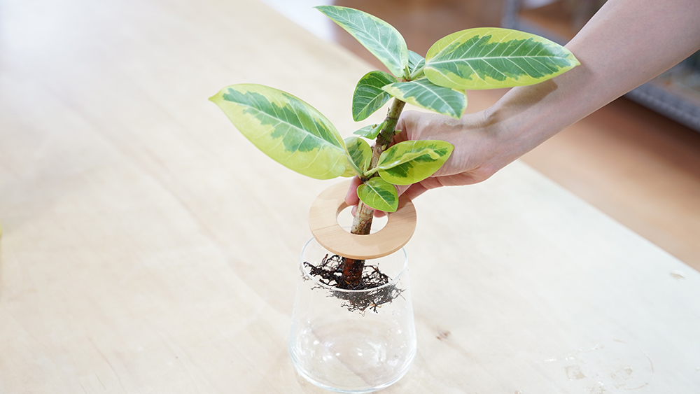 フィカスの育て方