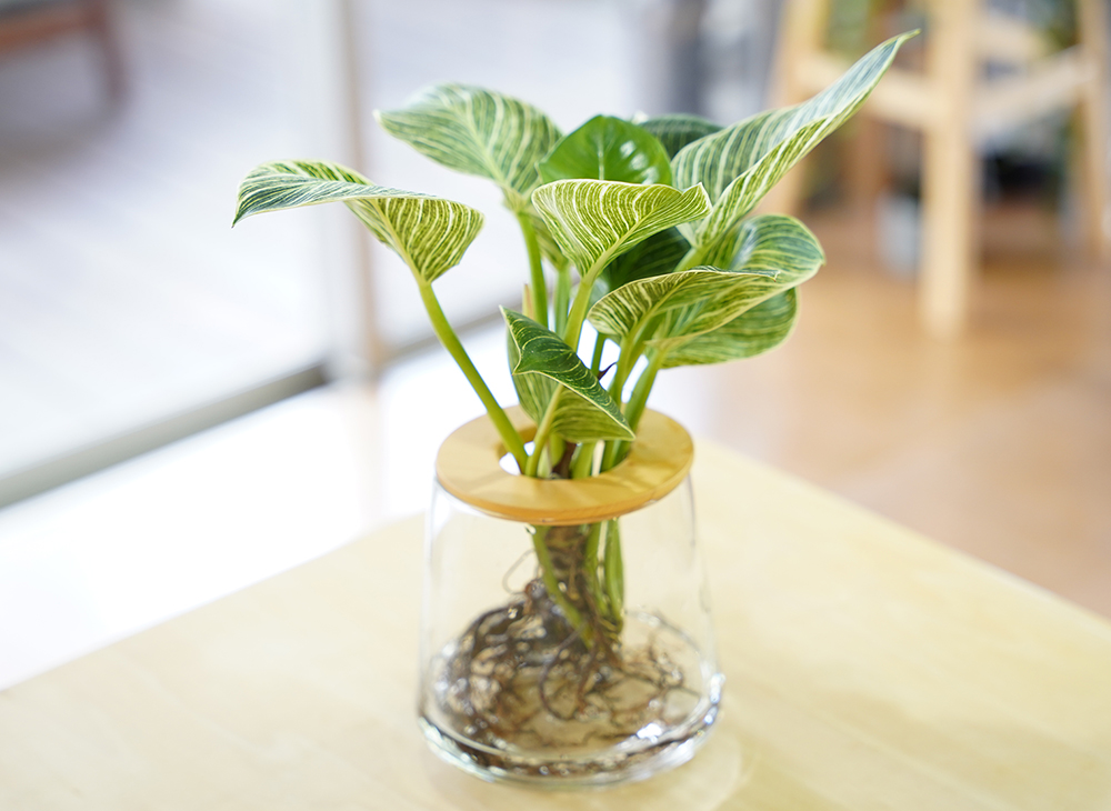 フィロデンドロンの置き場所