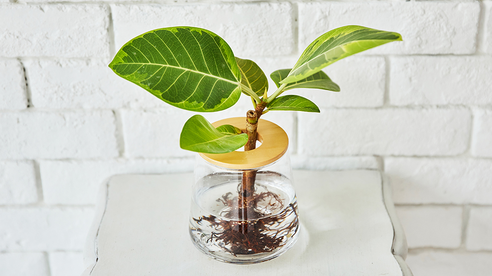 フィカスアルテシマ