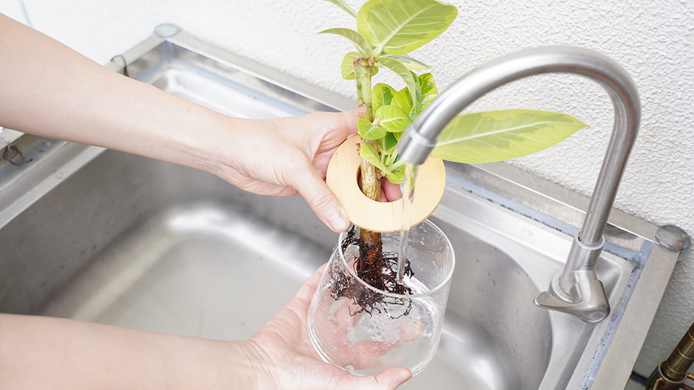 水耕栽培のフィカスの水交換