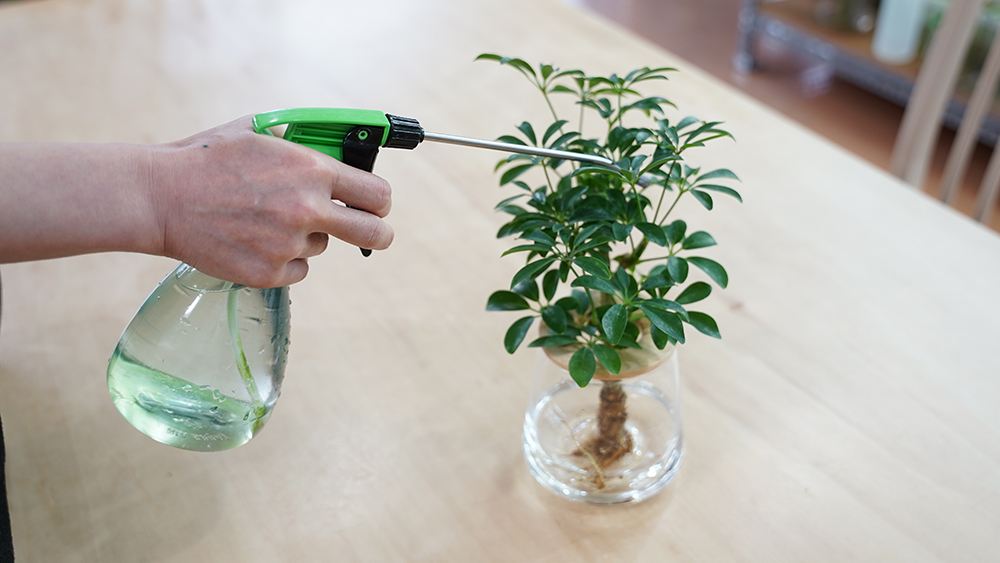 シェフレラに肥料を葉面散布している様子