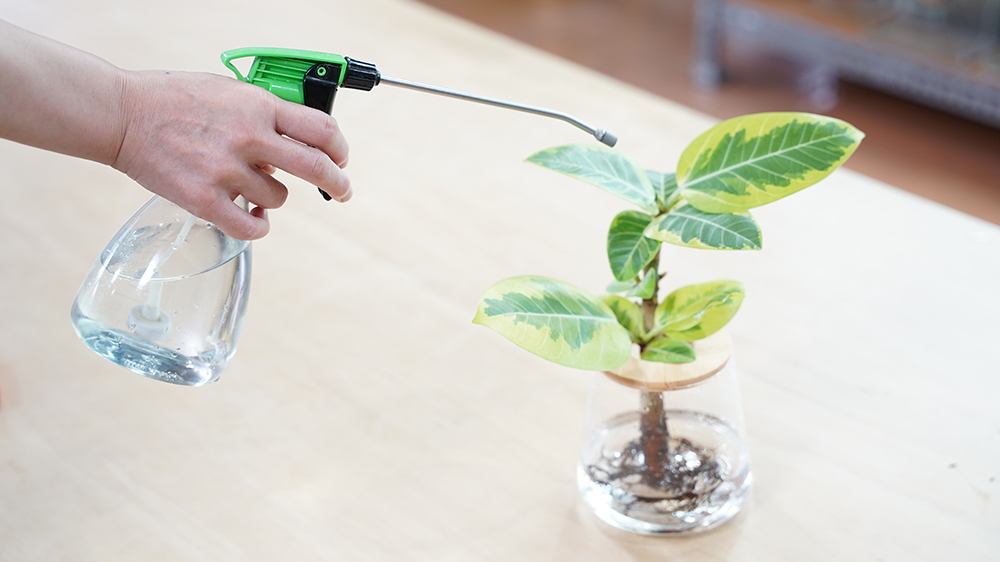 フィカスに肥料を与えている様子