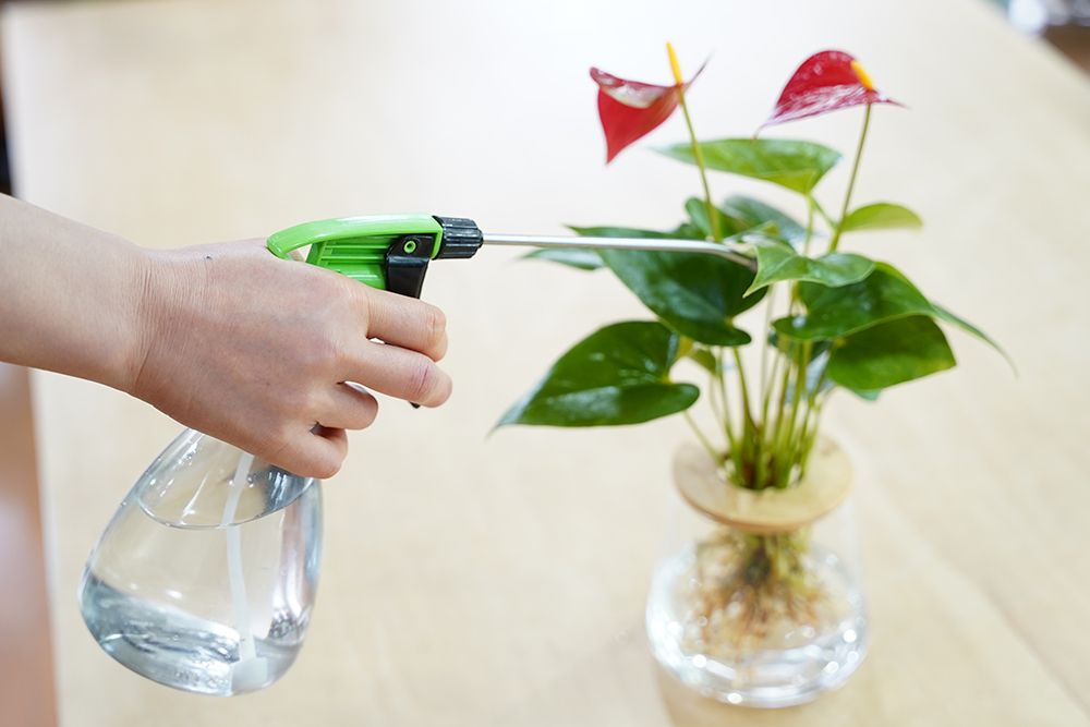 アンスリウムの肥料の与え方