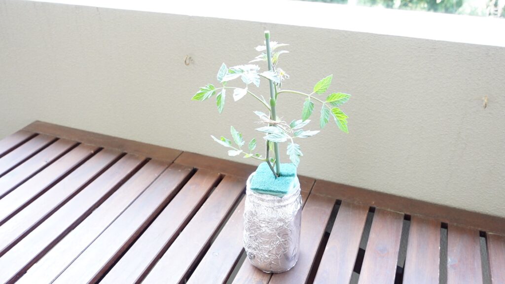 ミニトマトの水耕栽培の様子