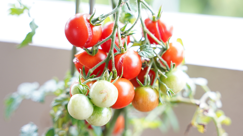 ミニトマトの育て方