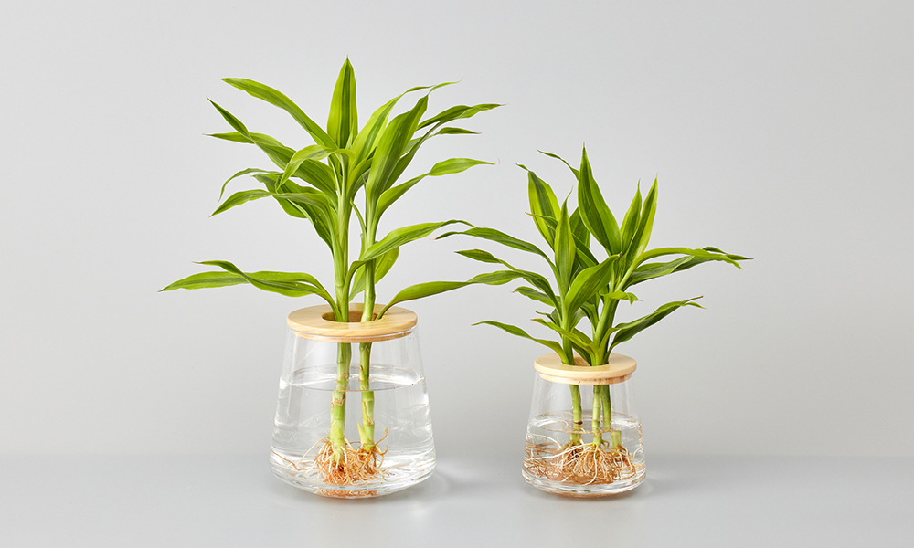 ドラセナの水耕栽培