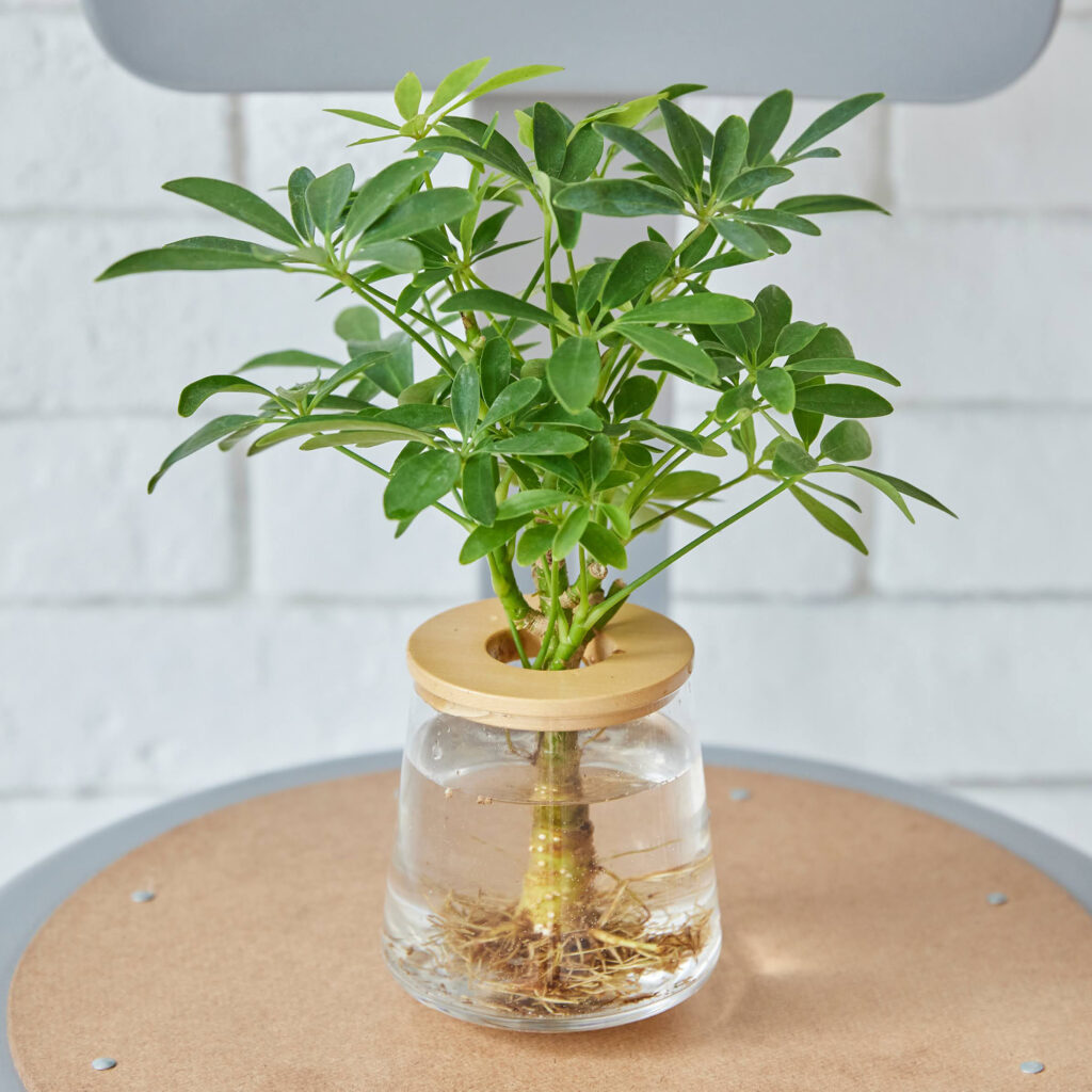 シェフレラ(カポック)