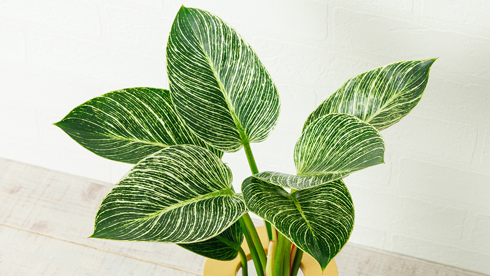 フィロデンドロンバーキン