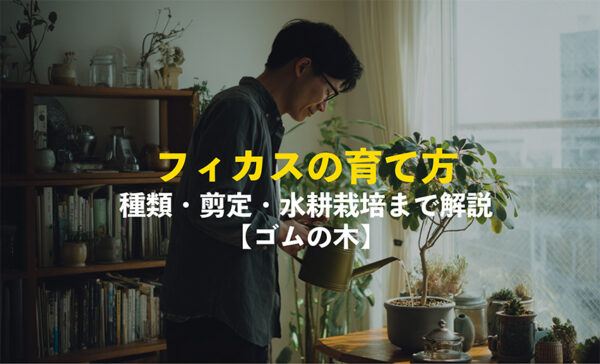 フィカスの育て方