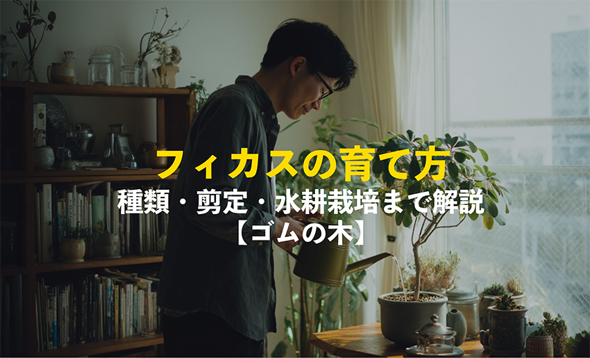 フィカスの育て方