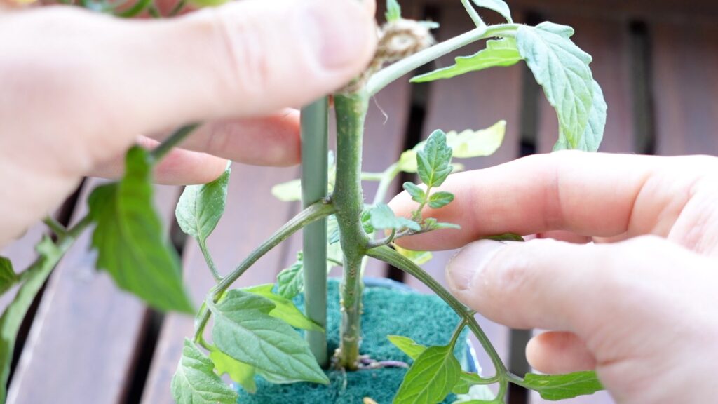 ミニトマトの脇芽かき