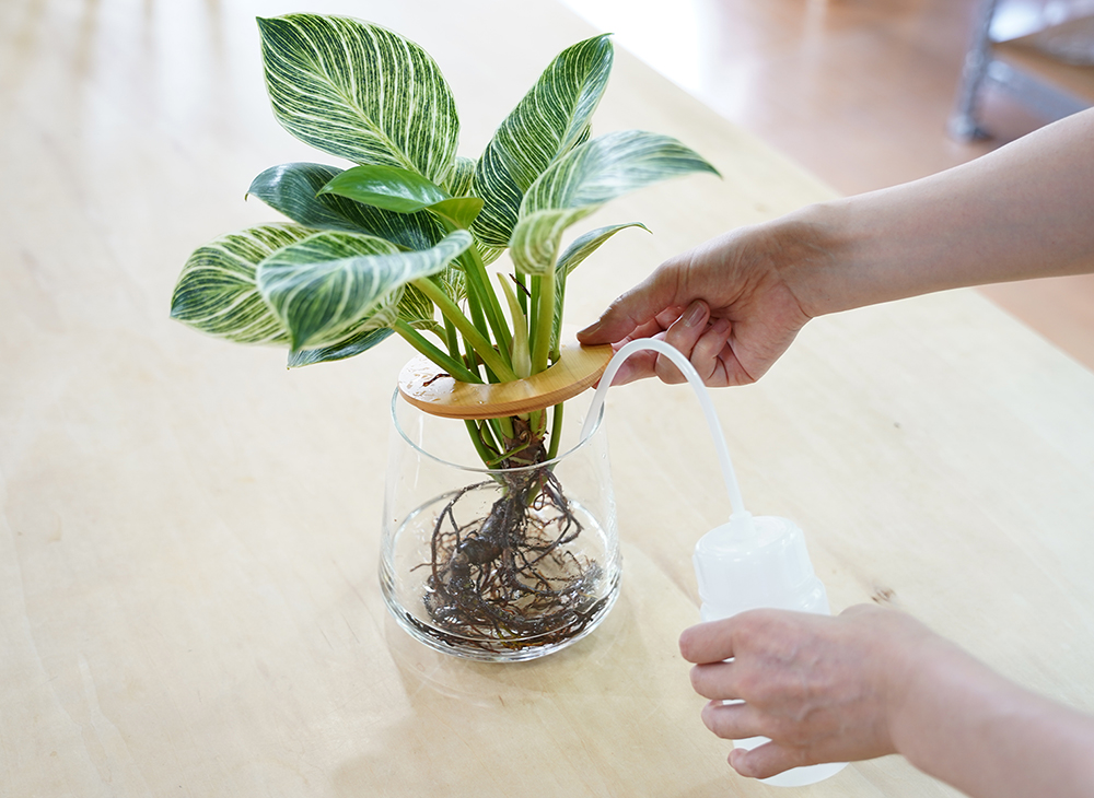 フィロデンドロンの水やり