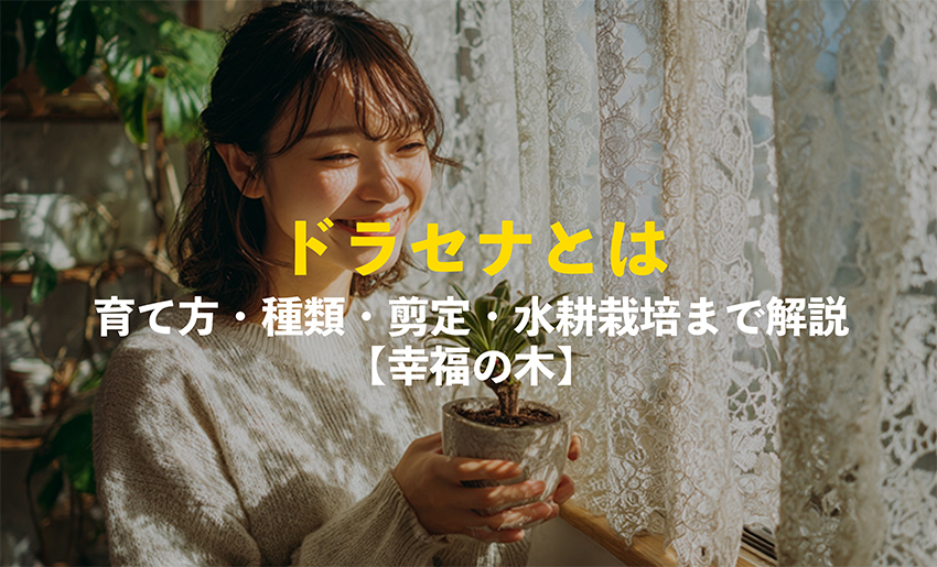 ドラセナの育て方