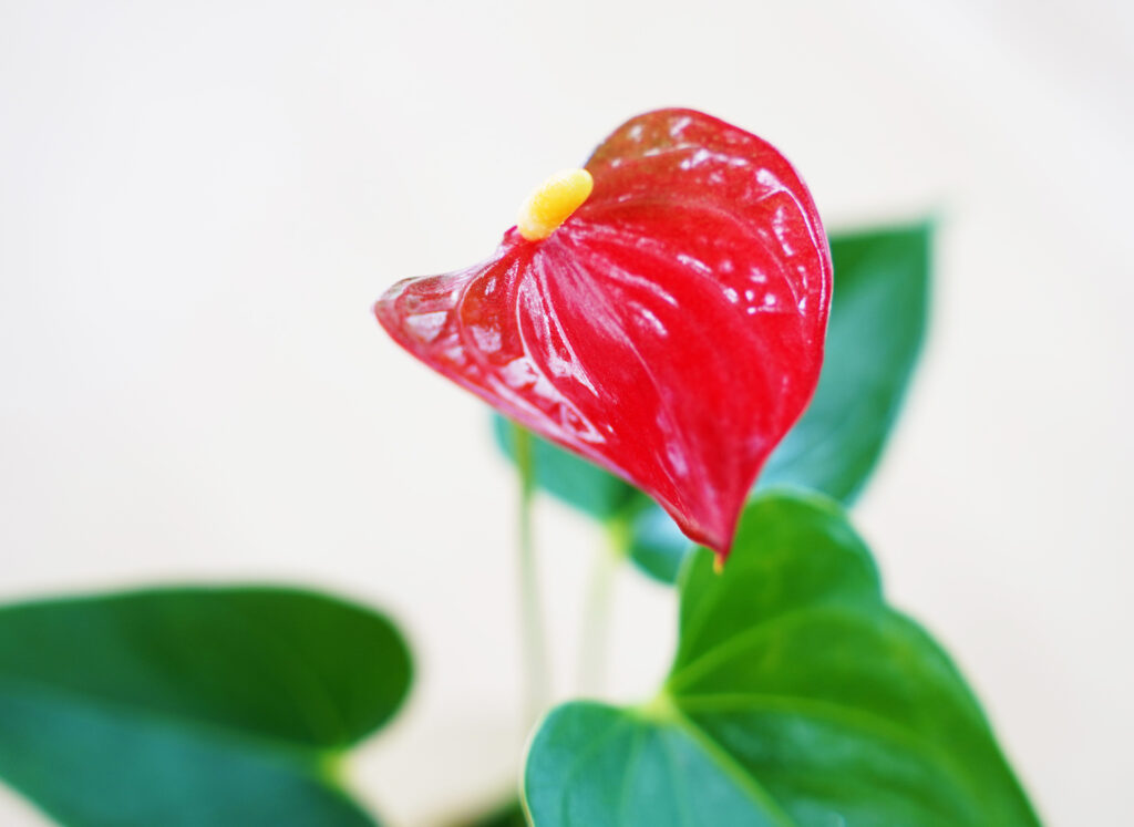 アンスリウムレッド（赤）