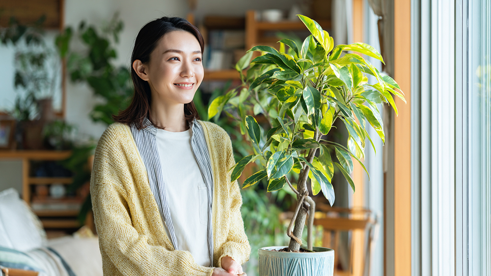 フィカスの風水