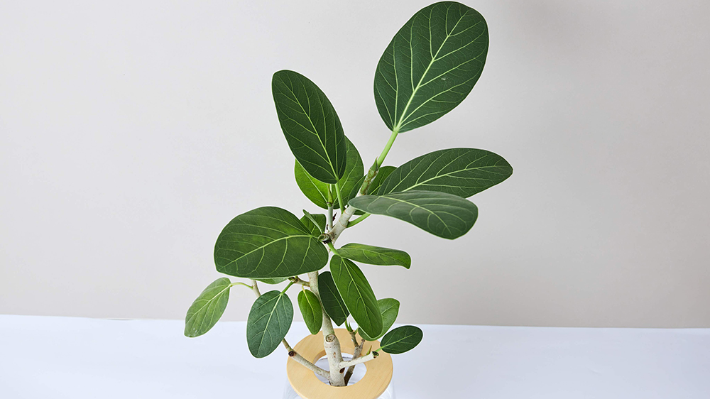 フィカスベンガレンシス