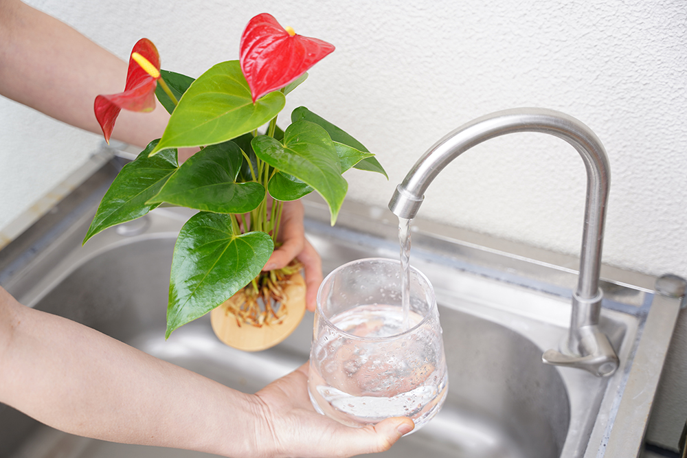 アンスリウムの水やり