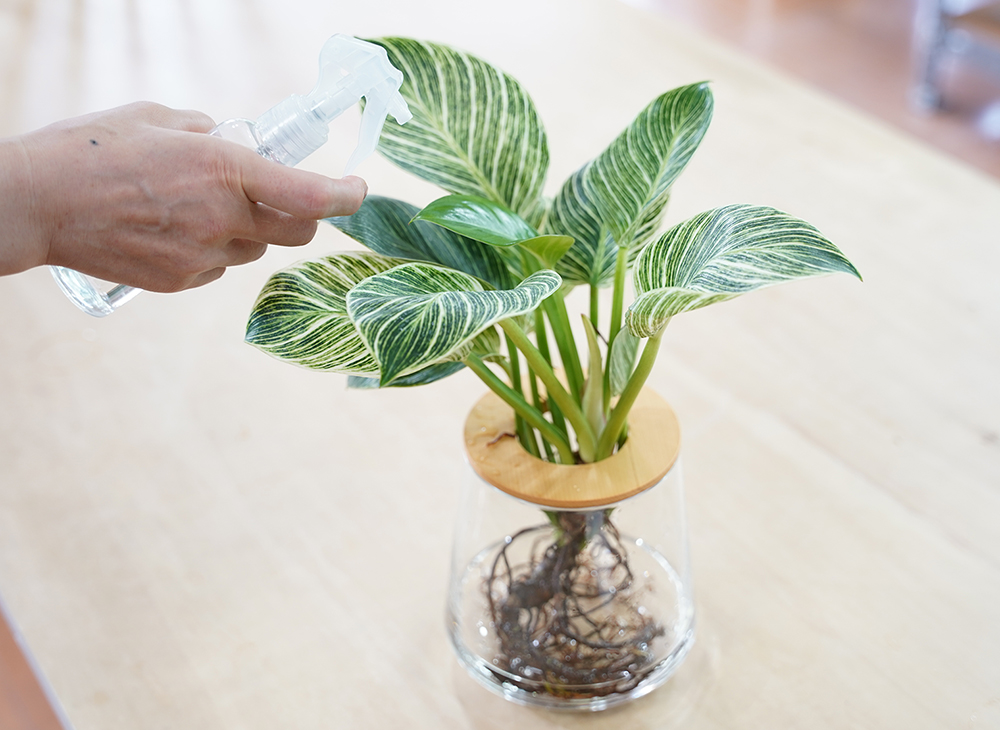 フィロデンドロンに葉水をしている様子