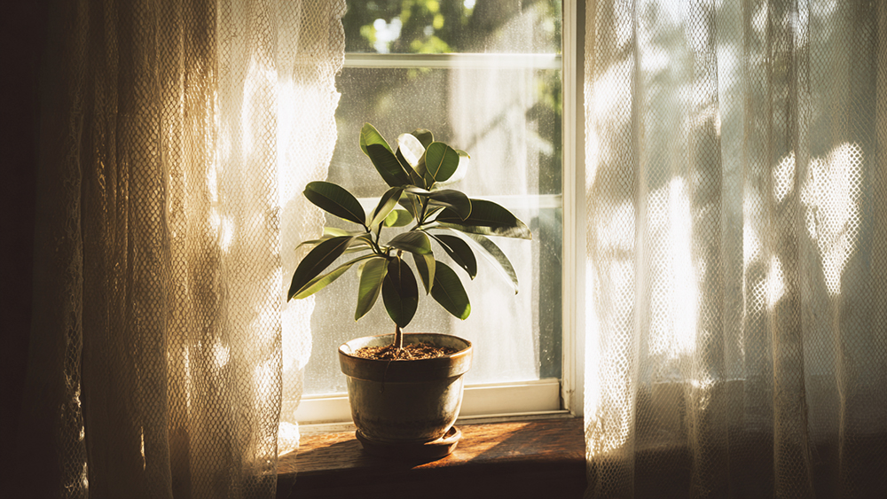 フィカスの置き場所