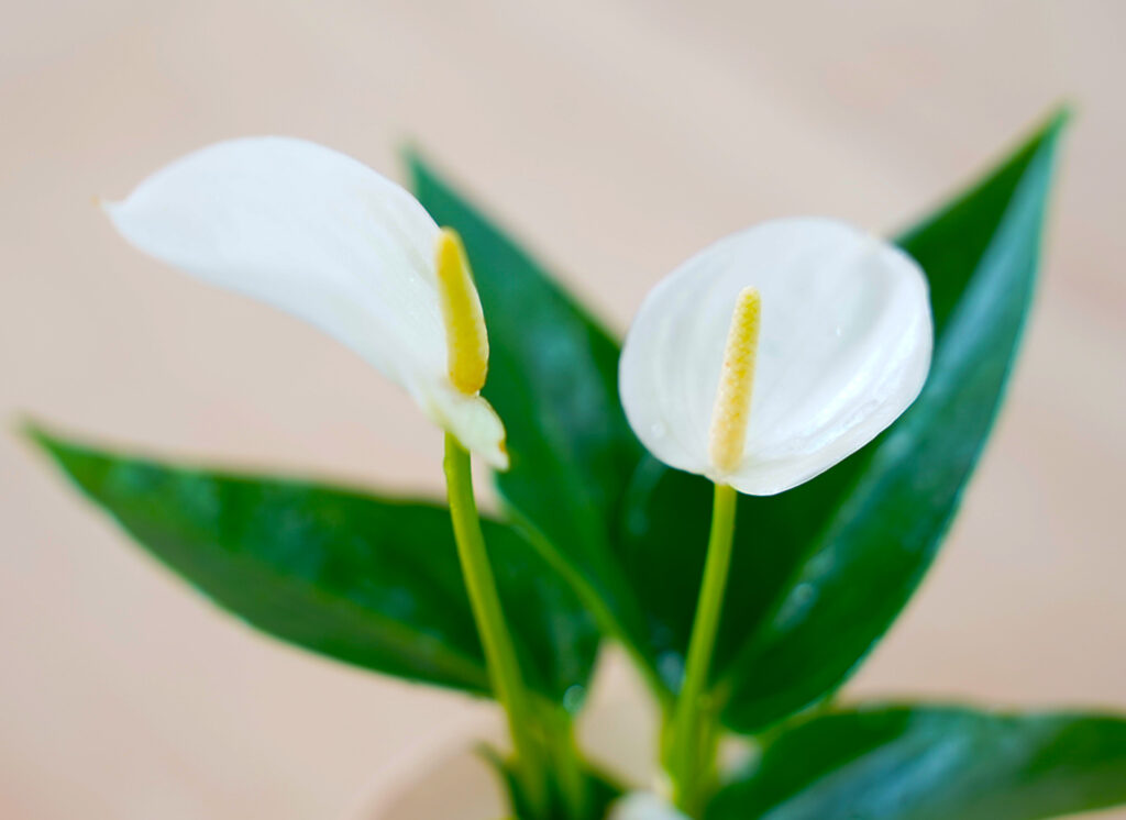 アンスリウムホワイト（白）