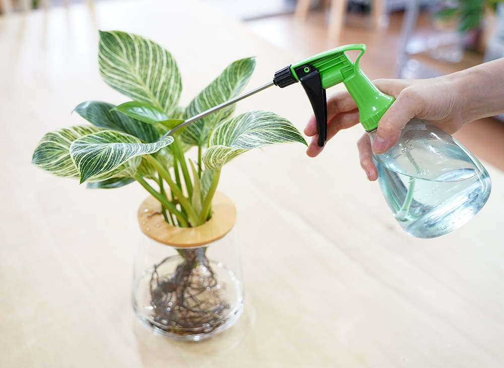 フィロデンドロンに肥料をあげている様子