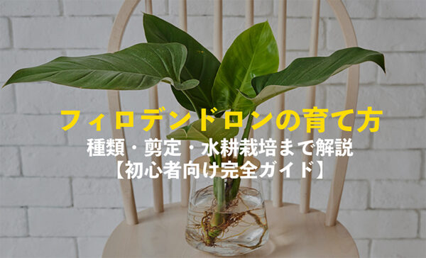 フィロデンドロンの育て方