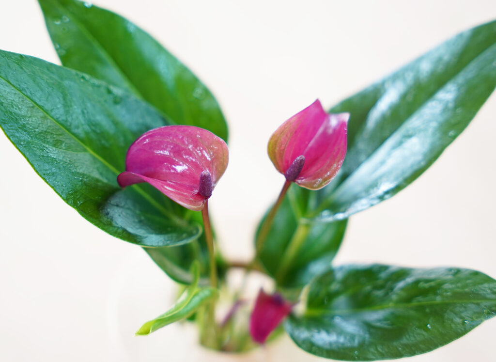 アンスリウムパープル（紫）