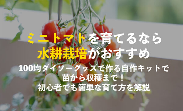 ミニトマトの水耕栽培