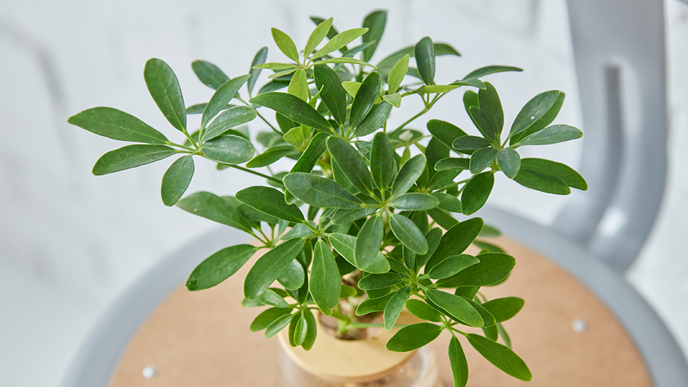 シェフレラ(カポック)の育て方