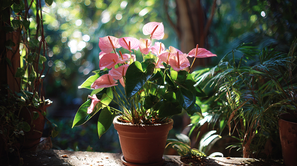 アンスリウムの屋外お￥の置き場所