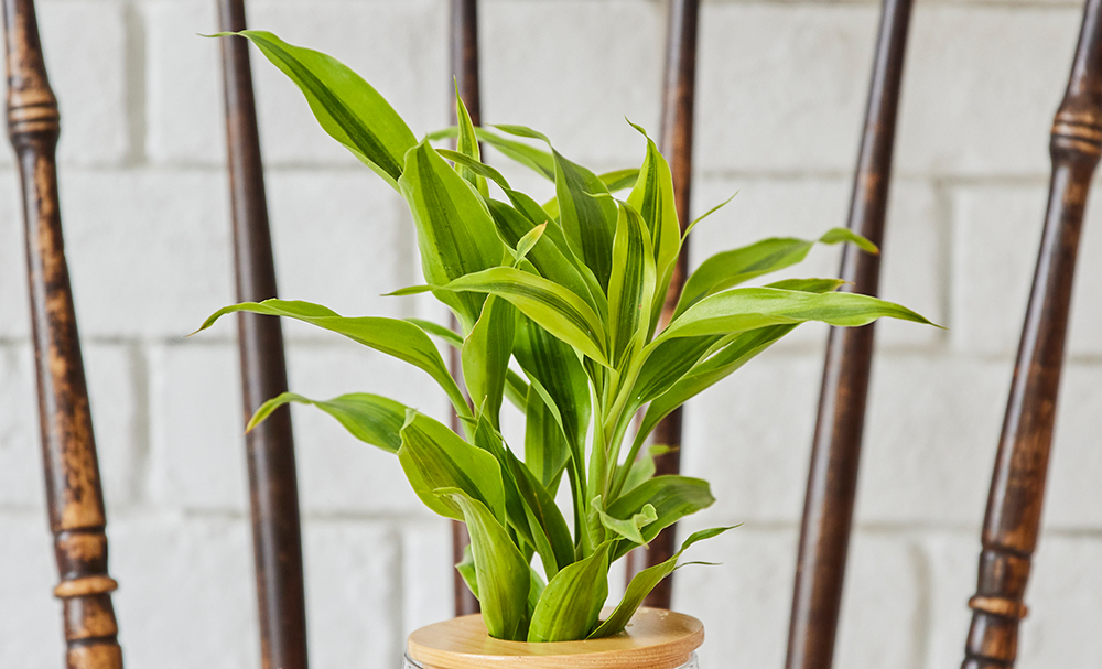 ドラセナサンデリアーナ