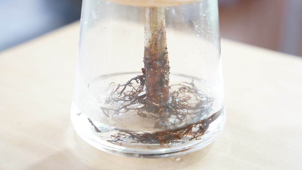 フィカスの水耕栽培で最適な水の量