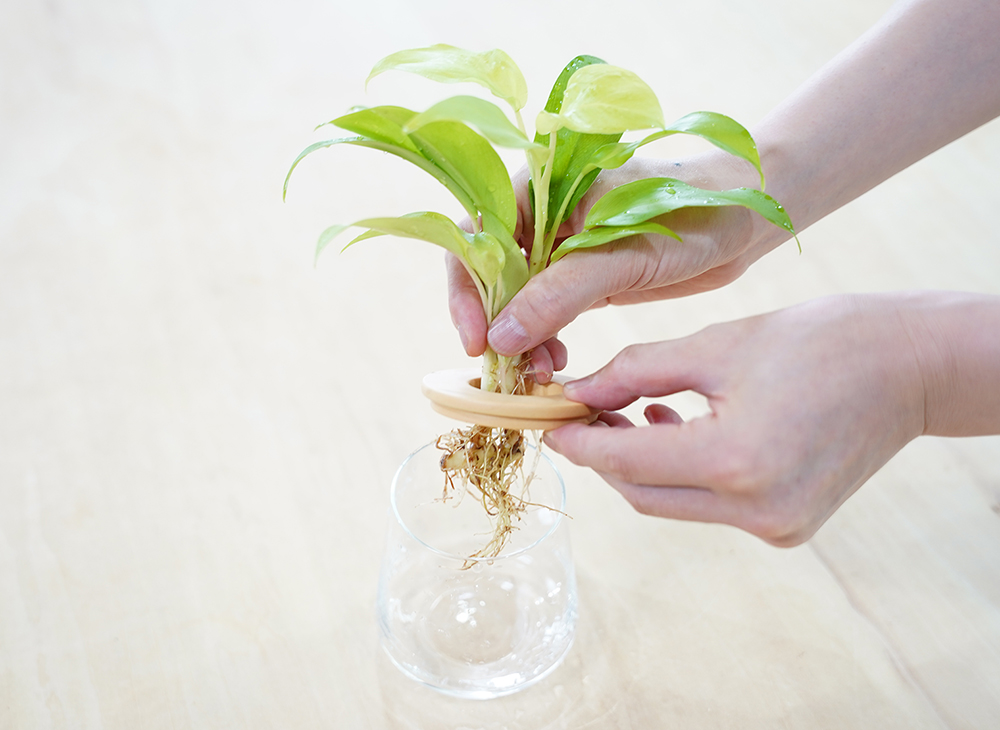 フィロデンドロンの水耕栽培の育て方