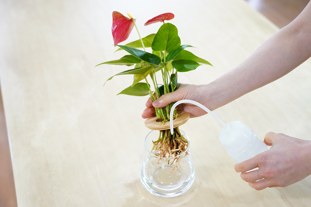 アンスリウムの水やり