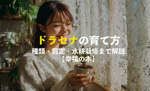 ドラセナの育て方