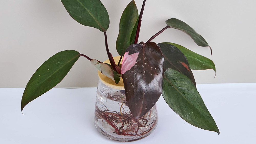 フィロデンドロンピンクプリンセス