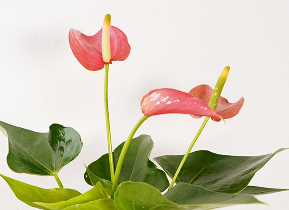 アンスリウムレッド