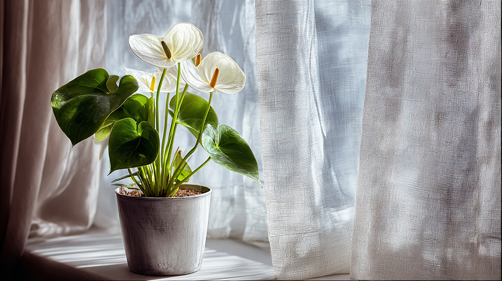 アンスリウムの室内の置き場所