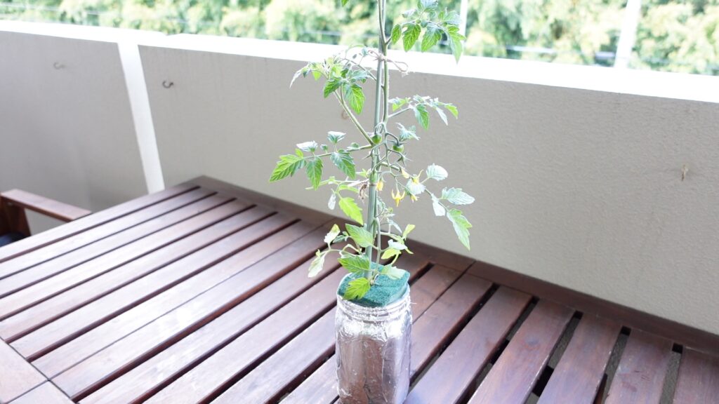 水耕栽培のミニトマトが開花した様子