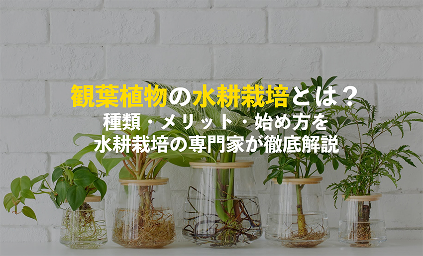 観葉植物の水耕栽培