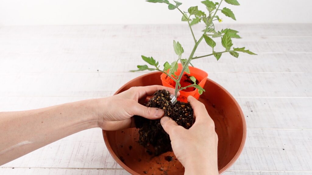 ミニトマトの土を落とす様子