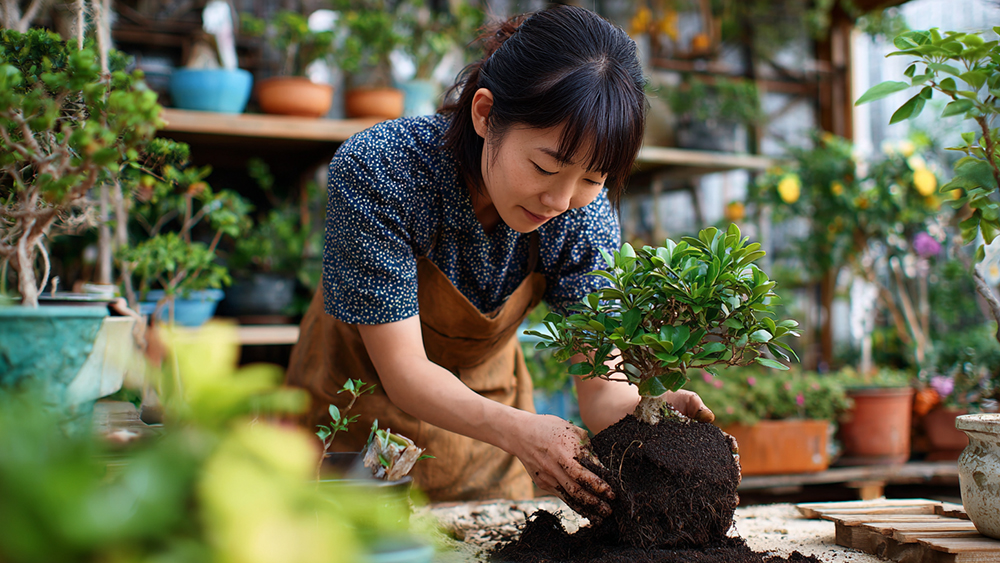 フィカスの植え替え