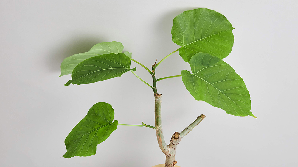 フィカスウンベラータ