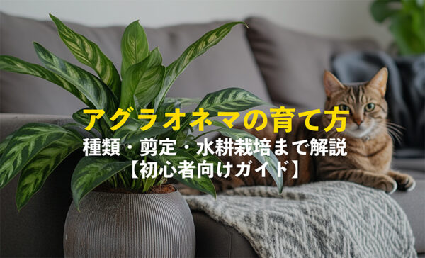 アグラオネマの育て方